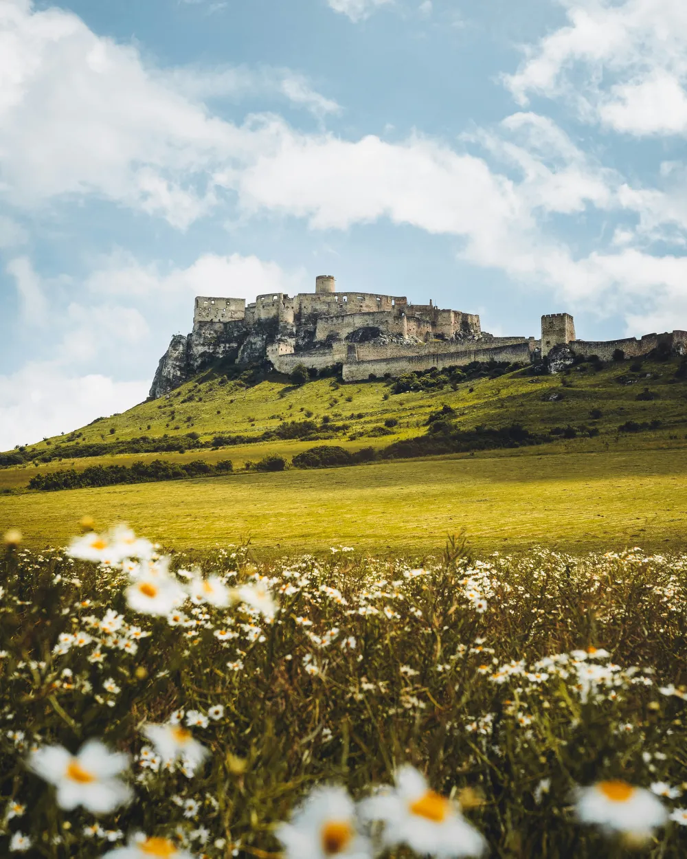 Le château de Spiš au-dessus d’une prairie fleurie